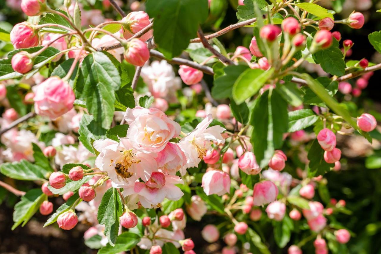 Apple Blossom Cottages Stanthorpe Buitenkant foto